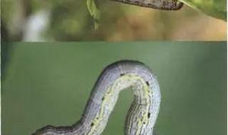 枣树病虫害防治 枣树病虫害防治